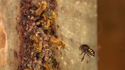 Pesquisadores desenvolvem antídoto que protege abelhas e colmeias de pragas