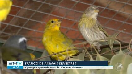 Polícia Federal apreende mais de 300 aves silvestres em operação em Vitória da Conquista