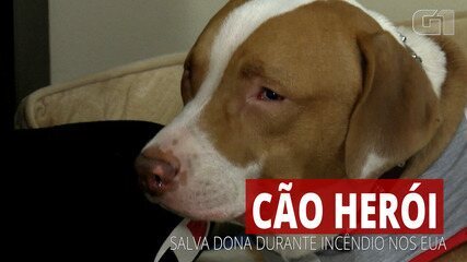 Cão salva dona de incêndio nos Estados Unidos