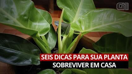 Plantas em casa: veja 6 dicas para que fiquem saudáveis