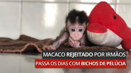 VÍDEO: filhote de macaco é rejeitado pelos irmãos e passa o dia com bichos de pelúcia