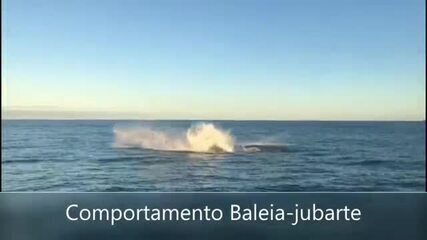 Vídeo explica 'coreografia' da baleia-jubarte em SC