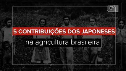 Veja 5 contribuições dos japoneses na agricultura brasileira