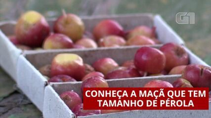 Conheça a maçã que tem tamanho de pérola