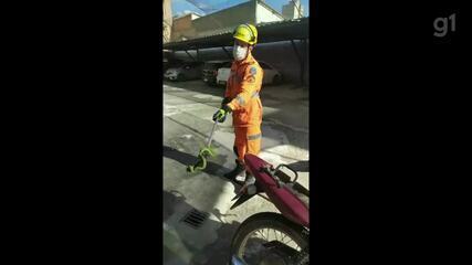 VÍDEO: Bombeiros desmontam banco de moto para retirar cobra