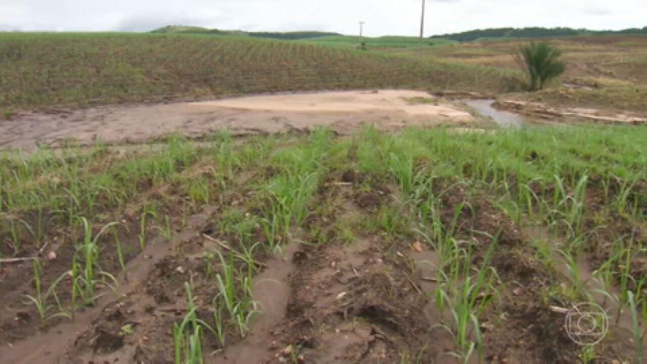 Chuvas destroem plantações e afetam a safra de cana