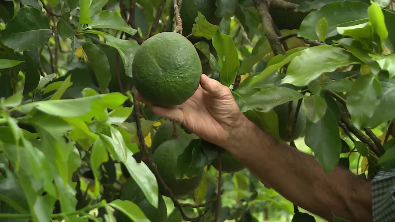 Produção de abacate mais que dobrou no Espírito Santo