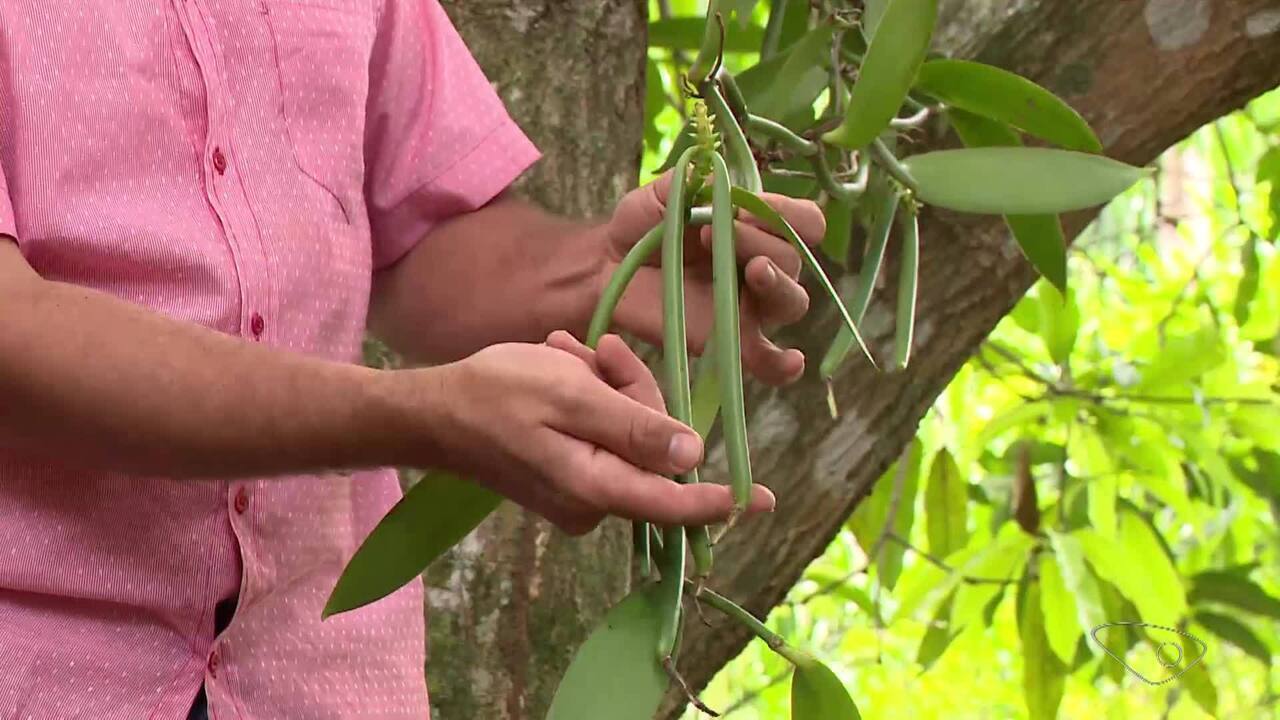 Família de Muqui, no ES, cultiva baunilha há mais de 100 anos no ES