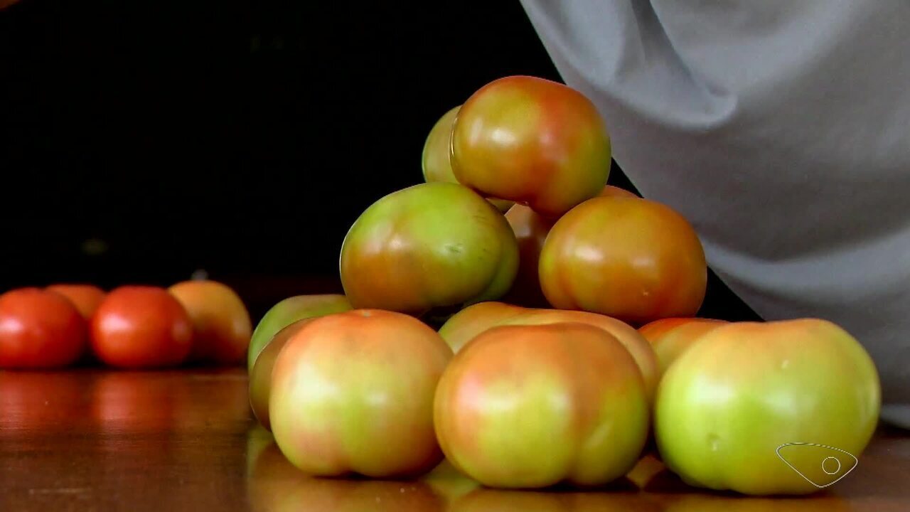 Conheça a cidade do ES que produz tomate para todo o Brasil