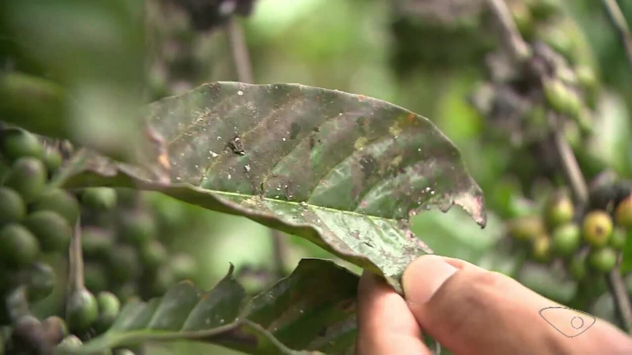 Alerta na lavoura de café: praga preocupa produtores no ES; entenda