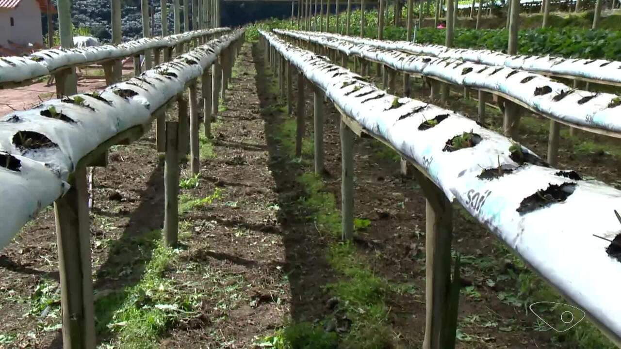 Agricultores investem no plantio de morango semi-hidropônico no ES