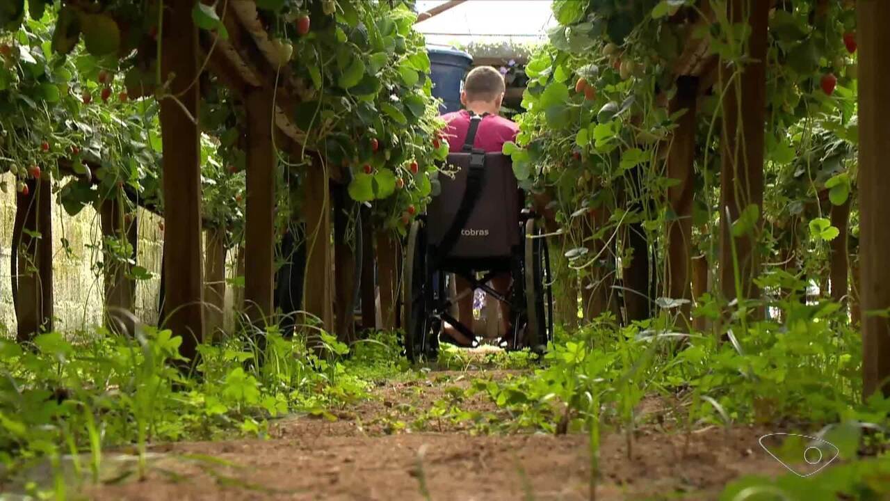 Morangos semi-hidropônicos também são cultivados na cidade; entenda