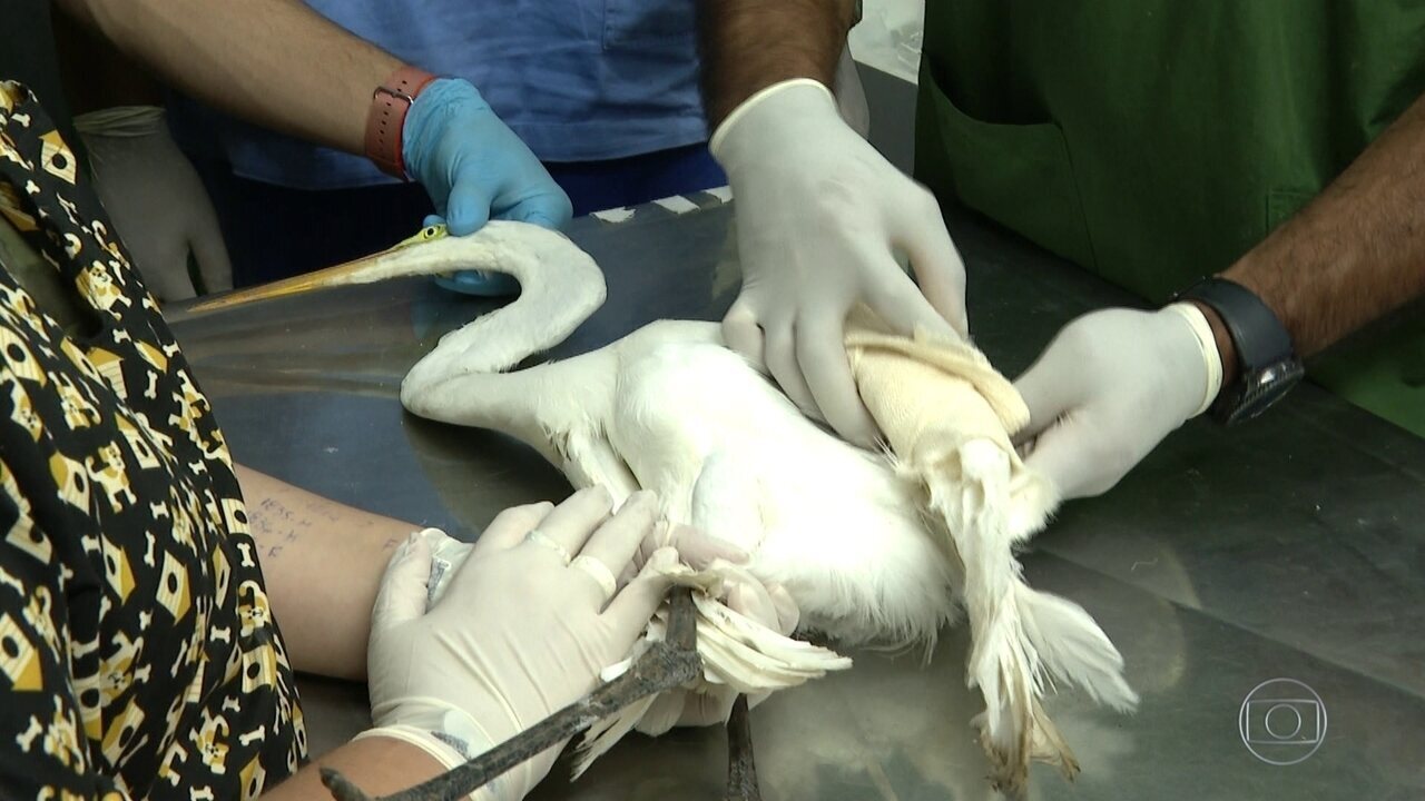 Aumenta número de aves feridas por linhas de pipa no Rio