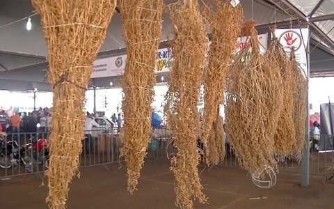 Concurso reúne agricultores para descobrir o maior pé de soja solteiro