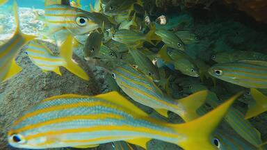 Voz dos Oceanos: Família Schurmann investiga pontos turísticos de Fernando de Noronha - A bordo do veleiro Kat, os navegantes são os guias desta aventura científica de preservação da natureza, que terá dois anos de duração.