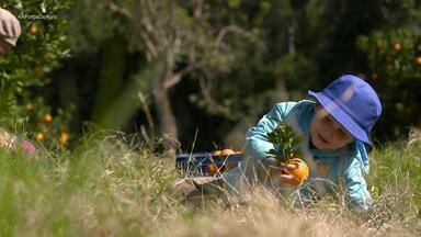 Assista a íntegra do programa A Força do Agro deste sábado (6) - Neto Fagundes conheceu a produção de leite em Farroupilha e de citros em Montenegro.