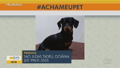 Acha Meu Pet: Telespectadores buscam por pet's desaparecidos - Confira a participação dos telespectadores.