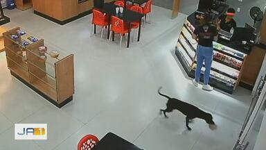 Após furtar bolo na padaria, cão de Goianésia leva pães de supermercado - Vídeo do animal pegando os pães foram registrados por câmeras de segurança do estabelecimento.