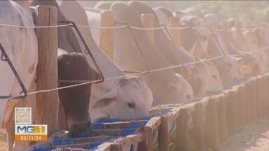 Aumento no preço da carne vermelha segue até o fim do ano em Uberlândia - Reajuste já é sentido pelos consumidores e consultor explica sobre esses aumentos.