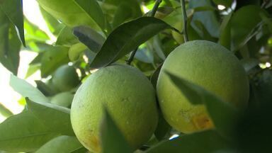 Baixo rendimento na produção de laranja afeta indústrias de suco no noroeste do Paraná - Safra menor fez o preço da fruta disparar