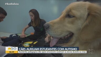 Cães auxiliam estudantes com autismo - ssistentes pedagógicos dão apoio emocional e acalmam os alunos durante as crises.