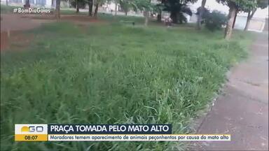 Praça é tomada por mato alto, em Goiânia - Moradores temem aparecimento de animais peçonhentos por causa do mato alto.