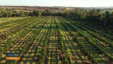 Emergência do greening é prorrogado por mais 180 dias - Em etapa de força-tarefa, mais de 200 plantas infectadas foram erradicadas no noroeste.