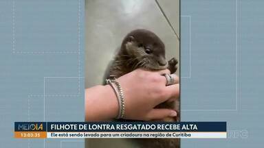 Filhote de lontra resgatado recebe alta - Ele está sendo levado para um criadouro na região de Curitiba.