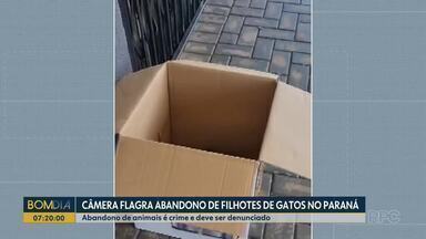 Câmera flagra abandono de filhotes de gatos no Paraná - Abandono de animais é crime e deve ser denunciado