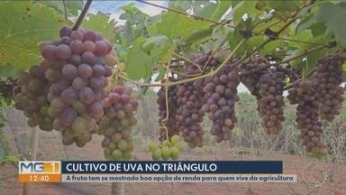 Morador de Ituiutaba investe no cultivo da fruta e aposta em 3 variedades - Com técnicas corretas, Carlos Melo está produzindo 15 toneladas por ano.