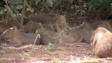 Produtores de MS sofrem com os estragos causados por capivaras - Em São Gabriel do Oeste (MS), os animais têm causados prejuízos