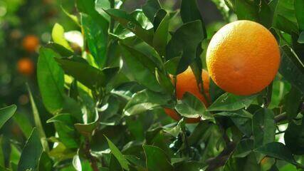 Fruticultura é um dos setores da agricultura que mais emprega