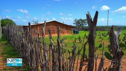 Desmatamento da Caatinga preocupa pesquisadores e especialistas em meio ambiente