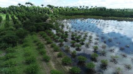 Produtores de pimenta em São Mateus ainda estão com lavouras alagadas pelas chuvas