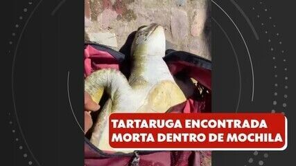 Tartaruga é encontrada morta dentro de mochila no meio do mar em Vitória