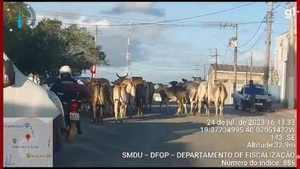 Bois são apreendidos andando no meio da rua de Linhares