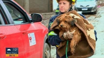 Chuvas no RS: Voluntários encontram cachorros que ficaram abandonados