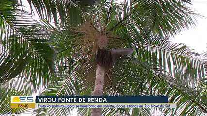 Fruto do palmito-juçara se transforma em sorvete, doces e tortas em Rio Novo do Sul