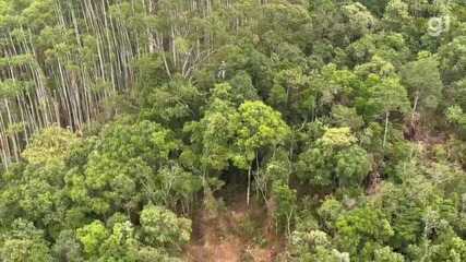 VIDEO mostra agentes da polícia descendo de rapel em área da mata em Paraibuna, SP