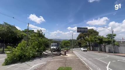 Prefeitura de BH inicia o corte de árvores no entorno do Mineirão