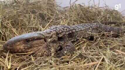 Lagarto passa por tomografia computadorizada na UCS