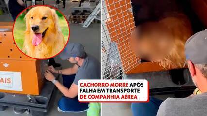 Cachorro morre durante transporte de companhia aérea