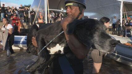 Tragédia no Rio Grande do Sul: voluntários se empenham para resgatar animais