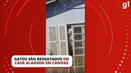 Gatos são resgatados em casa alagada em Canoas