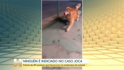 Polícia de SP encerra investigação sobre a morte do cão Joca e não indicia ninguém