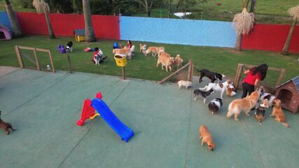 Vida de cão? Creche para cachorros tem piscina, parquinho e gramado