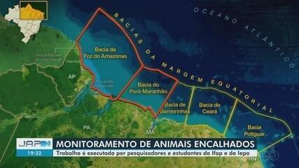 Pesquisadores monitoram encalhes de animais na costa do Amapá