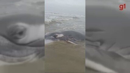 Baleia-jubarte encalha em praia de Ilha Comprida (SP)