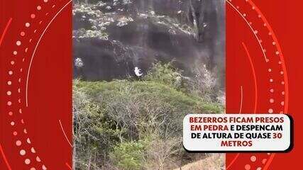 Bezerros despencam de altura de 30 metros após ficarem presos em pedra