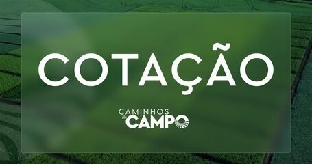 Cotação: mamão formosa fica mais caro